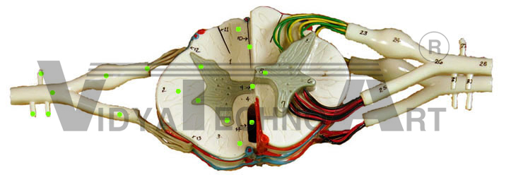 Spinal Cord I